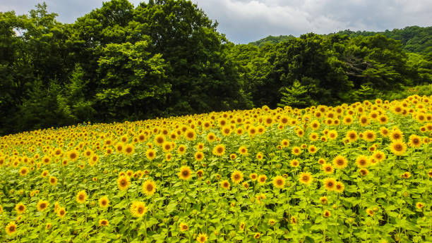 Sunflower Fields in summer season sunny day