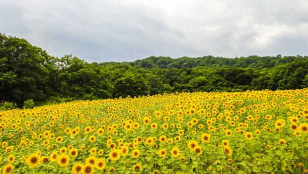 istock Sunflower Fields in summer season sunny day 1199438101
