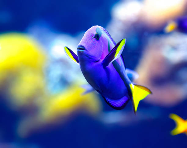 istock Fish Paracanthurus Hepatus 1199438185