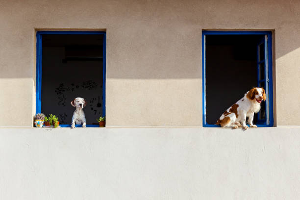 A dog stands on the edge of a rooftop, looking outwards with its ears perked up. The bright white building provides a clean backdrop, while greenery adds color to the scene.