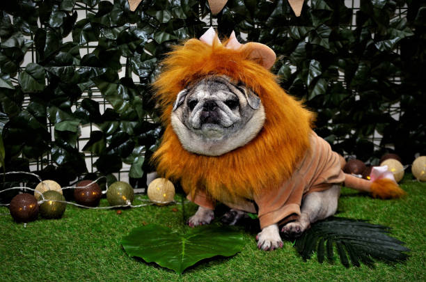 istock Pug dressed in lioness sitting on grass 1199439174