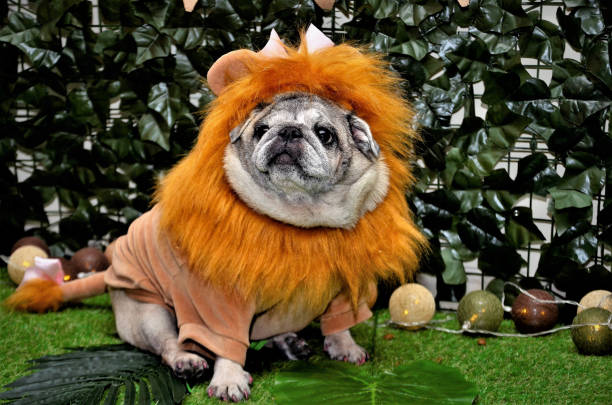 istock Beautiful lioness Pug in the forest 1199439176