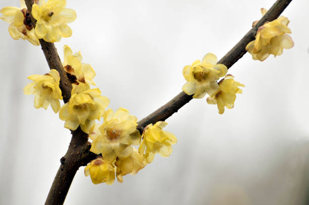 Wax plum flower in sunlight