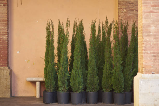 group of saplings of cypress trees