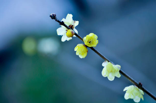 istock Wax plum flower in sunlight 1199441931