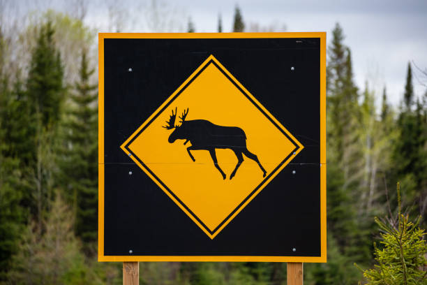 ムース道路標識の警告 - moose crossing sign ストックフォトと画像