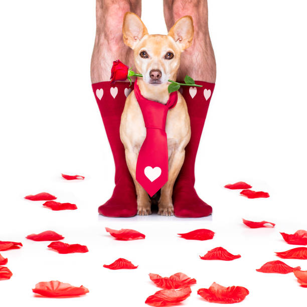 istock valentines wedding dog in love 1199443361