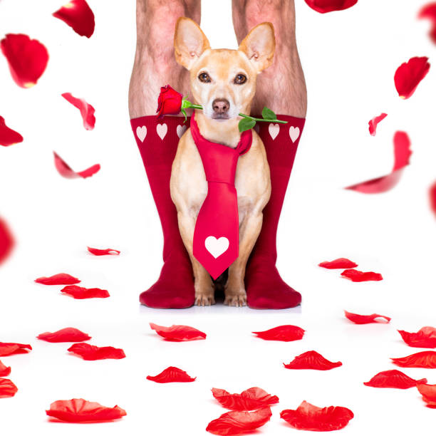 istock valentines wedding dog in love 1199443455