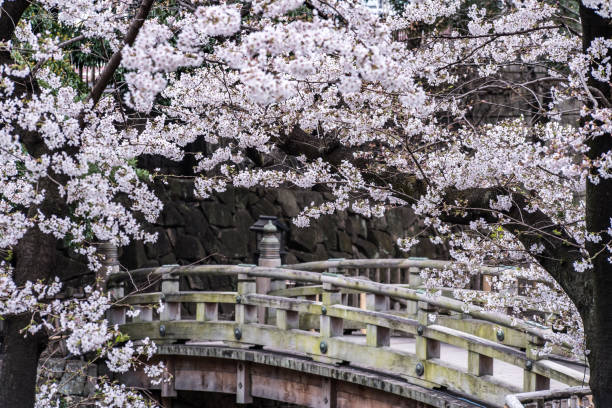 istock Sakura cherry blossom full bloom at Asukayama park 1199443518