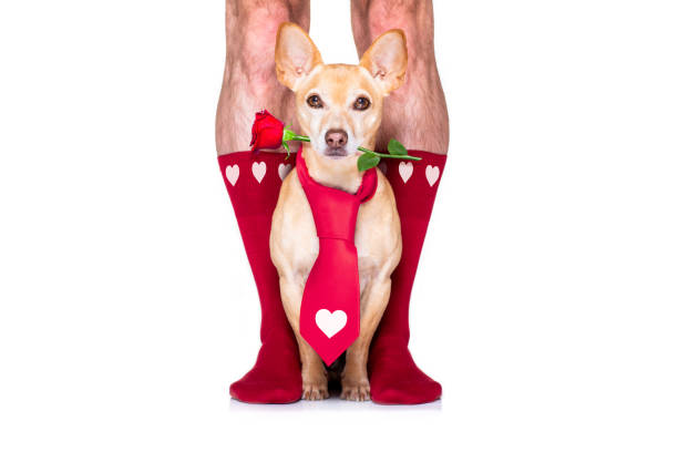 istock valentines wedding dog in love 1199443614