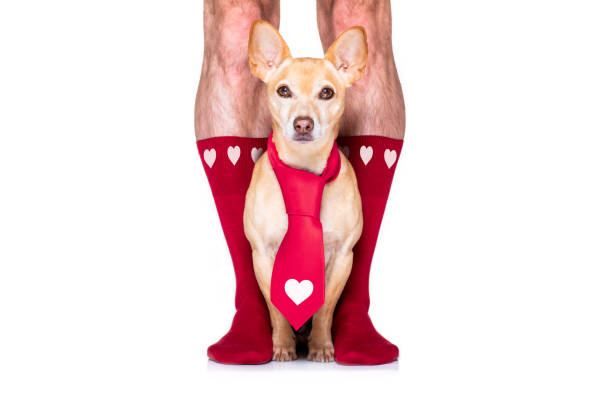 istock valentines wedding dog in love 1199443653