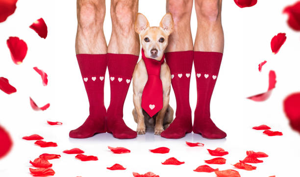 istock valentines wedding dog in love 1199444330