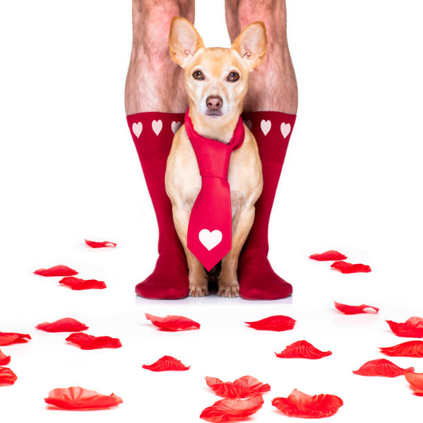 istock valentines wedding dog in love 1199444481