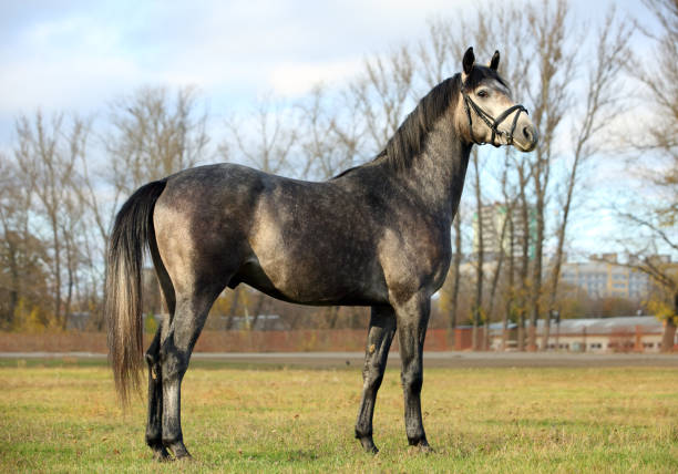 istock Arabian Horse. Gray stallion in autumn paddock 1199444543