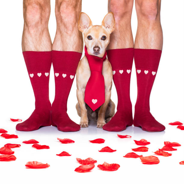 istock valentines wedding dog in love 1199444648