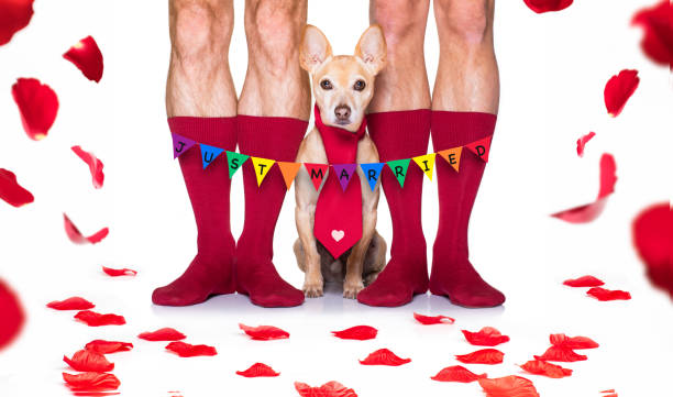 istock valentines wedding dog in love 1199444763