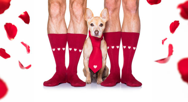 istock valentines wedding dog in love 1199444812