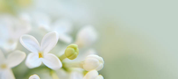 istock Background or banner with white lilac flower and copy space 1199445184