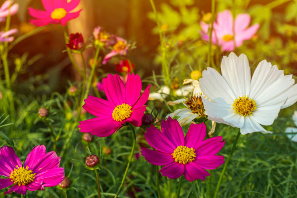 bunte picotee kosmos (cosmos bipinnatus) blumen im garten - cosmos flower daisy flower field stock-fotos und bilder