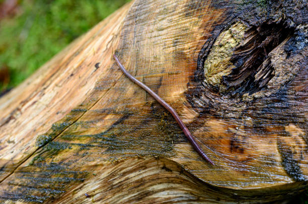 Tree trunk with earthworm Tree trunk in the Black Forest with earthworm 11189 stock pictures, royalty-free photos & images