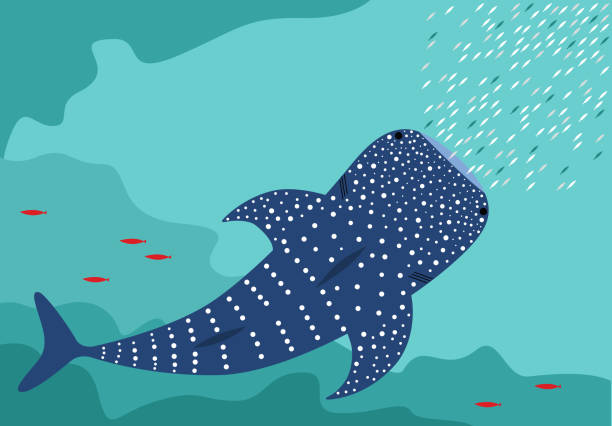 китовая акула - shark animal blue cartoon stock illustrations
