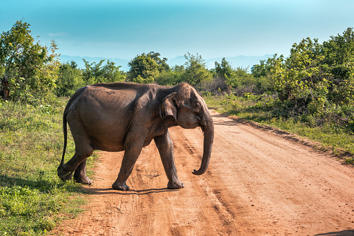 wild elephant in nature reservation Udawalawe o Sri Lanka