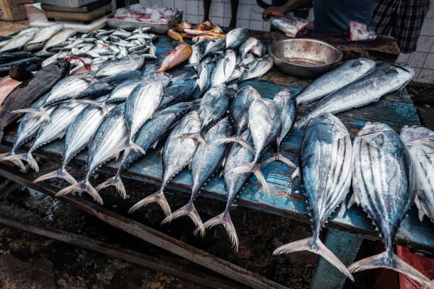 istock various fresh fish in the port market 1199447875