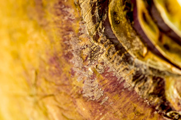 istock Turnip in close-up 1199448319