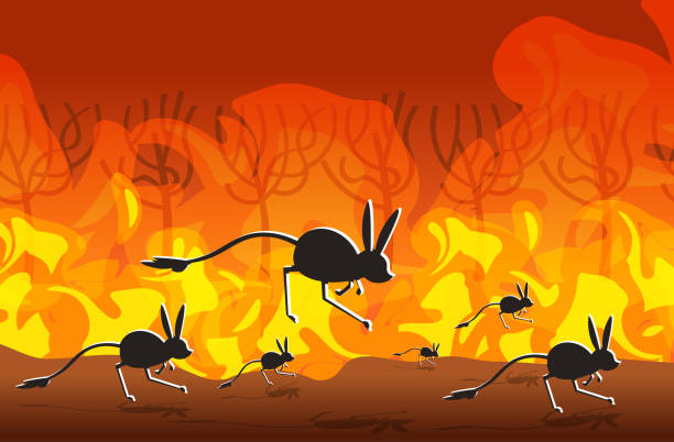 Jerboas Silhouettes Running From Forest Fires In Australia Animals Dying In  Wildfire Bushfire Burning Trees Natural Disaster Concept Intense Orange  Flames Horizontal Stock Illustration - Download Image Now - iStock