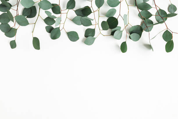istock Eucalyptus leaves on white background. Border made of eucalyptus branches. Flat lay, top view, copy space 1199450864