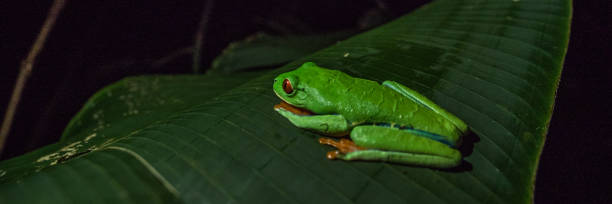 istock Red eye tree frog in Costa Rica 1199450927