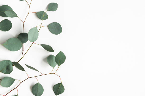 istock Eucalyptus leaves on white background. Frame made of eucalyptus branches. Flat lay, top view, copy space 1199450948