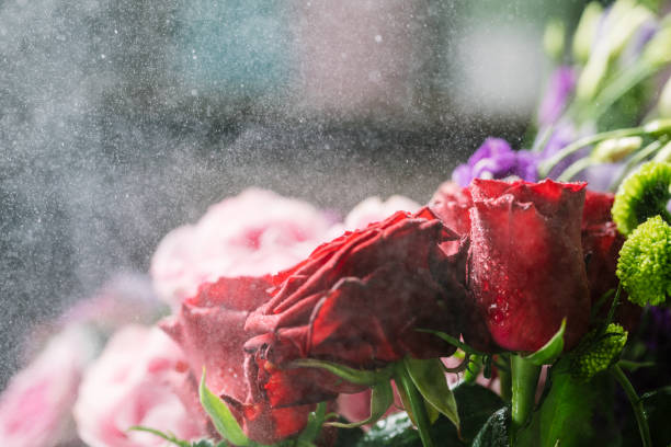 Flower watering concepts - Misting flowers. Flora and humidity in florist shop - selective focus background. Spritz and spray flowers for longer lasting, extra moisture bouquet maintenance concepts.