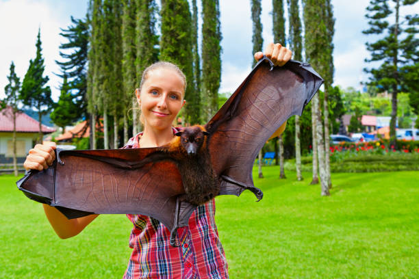 Young girl holding in hands giant flying fox Funny portrait of young girl holding in hands giant flying fox ( fruit bat ). Day tour on family summer holidays with kids. Popular travel destination, tourist attraction in tropical Bali island bat animal photos stock pictures, royalty-free photos & images