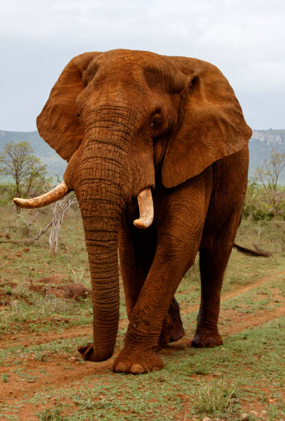 istock Elephant bull in South Africa 1199451387