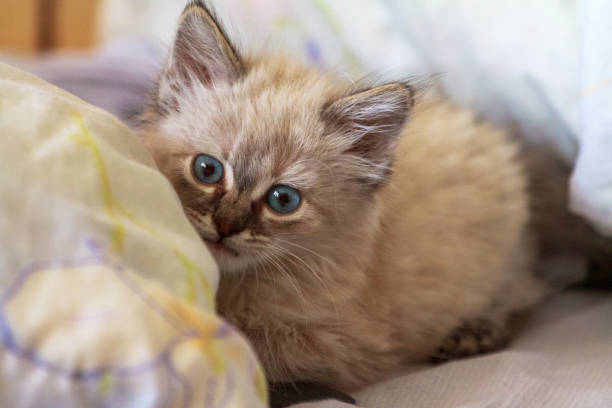 istock Kitten with blue eyes on reflective background 1199452223