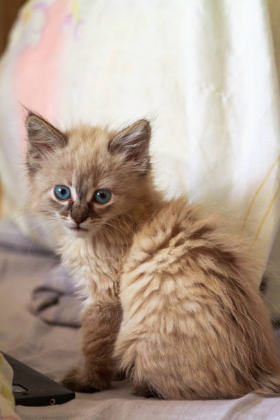 istock Kitten with blue eyes on reflective background 1199452226
