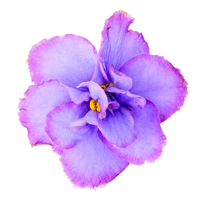 Beautiful flower of Saintpaulia or hybrid of African violet on a white background