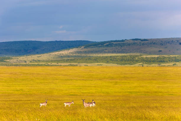 hermoso antílope de tsessebe - masai mara national reserve masai mara topi antelope fotografías e imágenes de stock