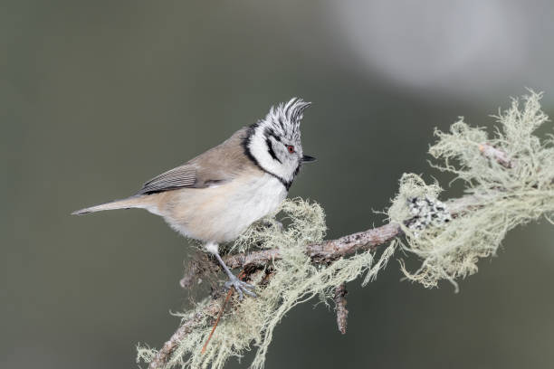 istock European crested tit on branch (Lophophanes cristatus) 1199452517