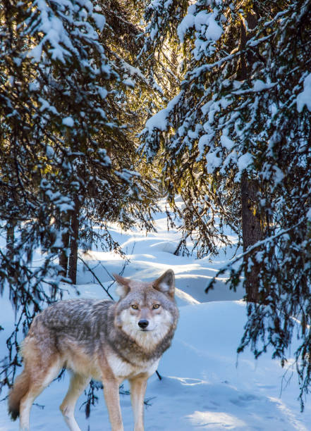 istock Gray polar wolf stands in the snow 1199452528