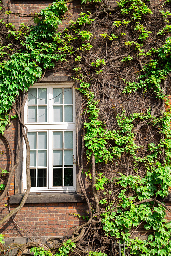 An old decaying house overgrown with ivy. The backdrop of wildlife taking over architecture.