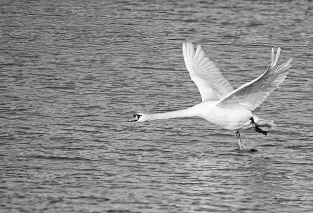 Paxton Pits, Cambridgeshire, England, UK with a swan flying over a lake.