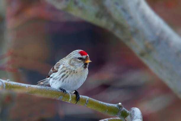 Beautiful redpoll, ruby colored breast and red cap visible on the quick and curious passerine.