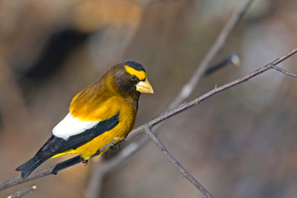 A Male Evening Grosbeak, Coccothraustes vespertinus, in tree
