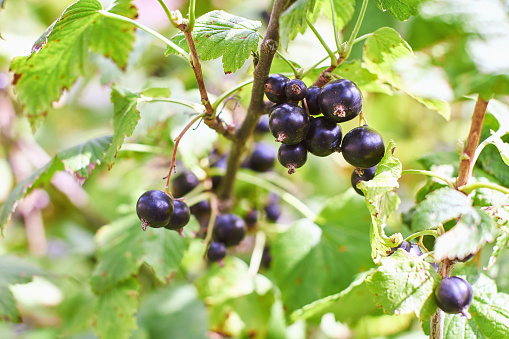 Organic blackcurrant branch with ripe berries and leaves