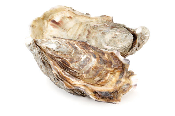 istock Fresh oysters isolated on a white background 1199454699