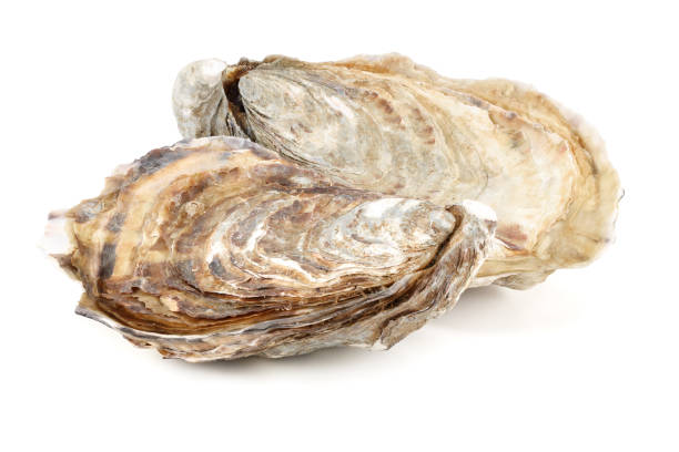 istock Fresh oysters isolated on a white background 1199454702