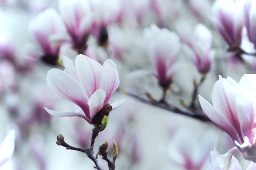 primavera - una rama con hermosas flores de magnolia