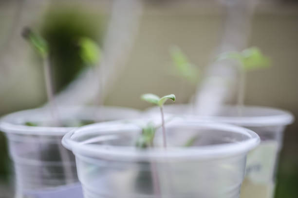 Plant sprout in incubation pot